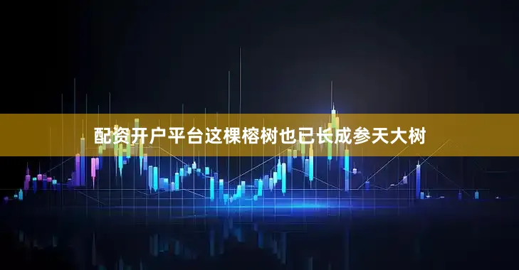 配资开户平台这棵榕树也已长成参天大树